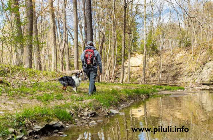 лесная терапия